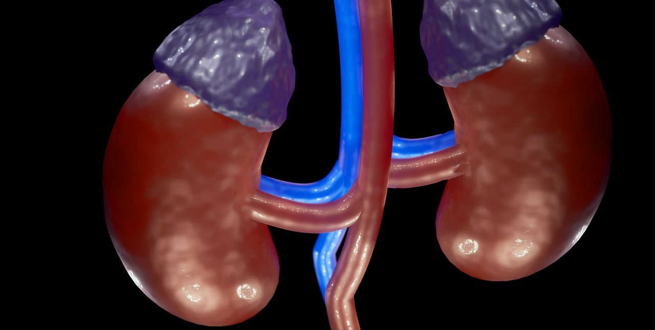 Biopsia renală. Indicații și riscuri explicate pe înțelesul tuturor